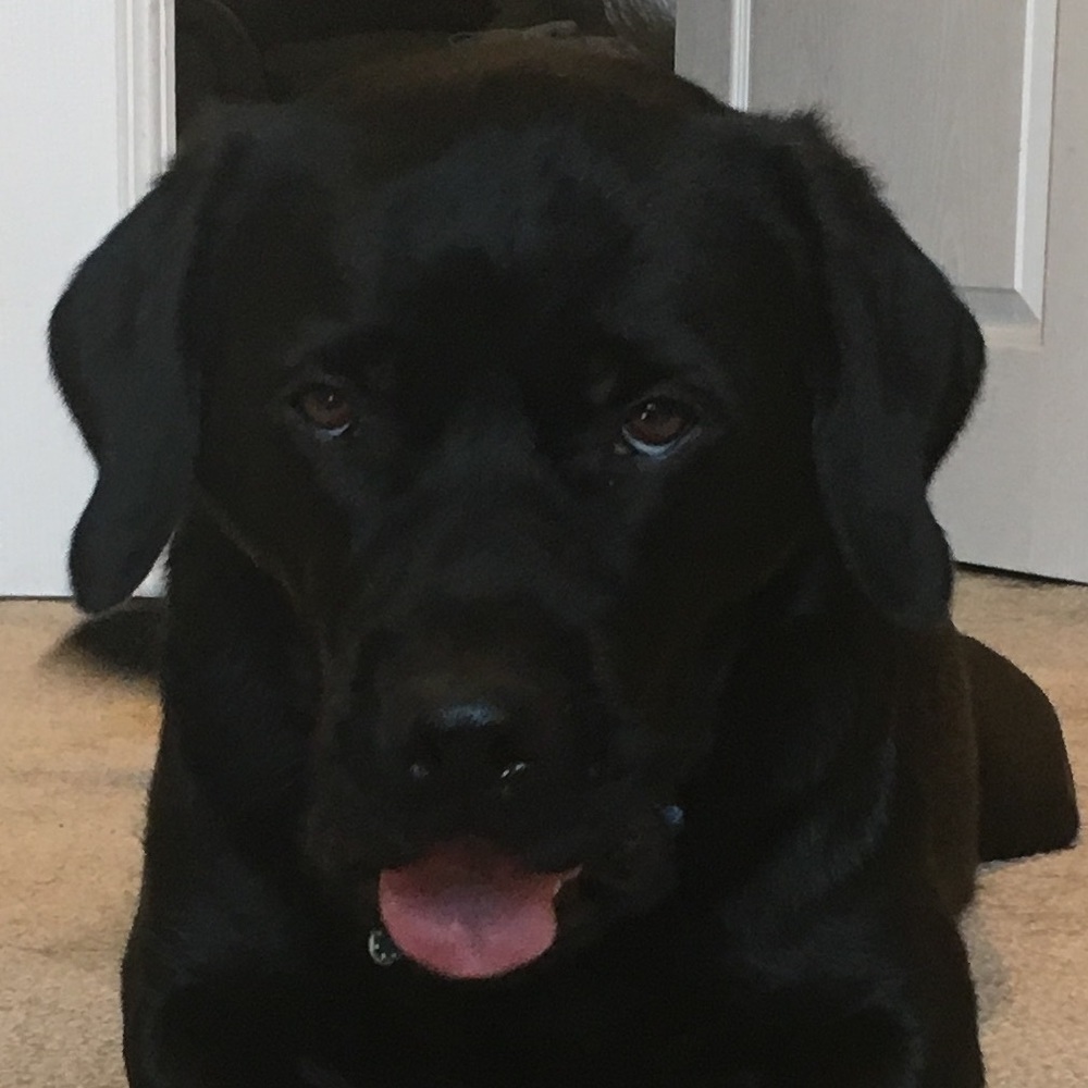 Meet your Posher, Jessie